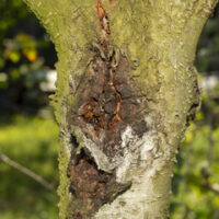 How To Identify Tree Diseases